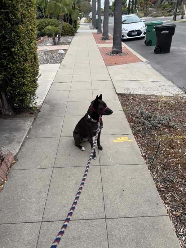 A picture of a black dog named Bowie sitting, taken on June 26 2025 at 6:44 am